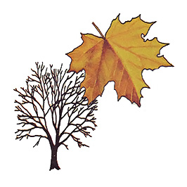 A Guide to Syrup Trees Image